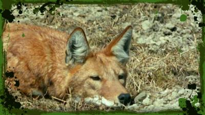 Deadly 60 - The crew spot an Ethiopian wolf