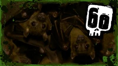 Deadly 60 - Steve discovers a colony of fruit bats