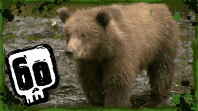 Deadly 60 - Grizzly bears hunt for salmon