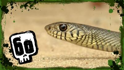 Deadly 60 - Steve tracks down a rat snake