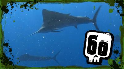 Deadly 60 - Sailfish hunting party