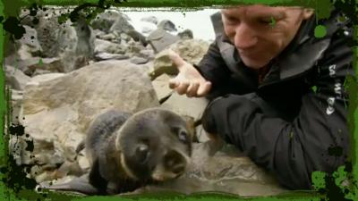 Deadly 60 - Web exclusive: Steve meets a v cute seal pup