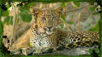 Deadly 60 - A glimpse of a Sri Lankan leopard