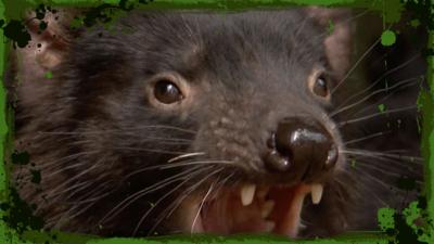 Deadly 60 - The fierce and feisty Tasmanian devil
