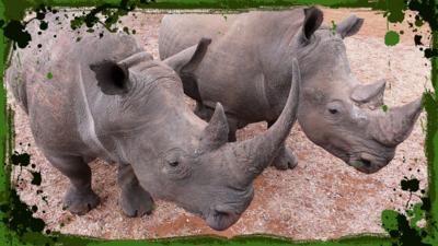 Deadly 60 - White rhino success story