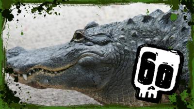 Deadly 60 - Wild alligator swim