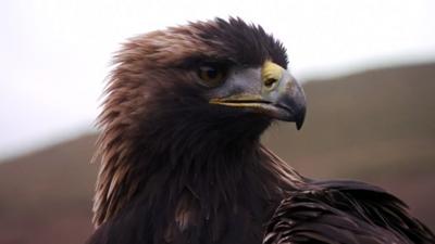 Winterwatch on Ctv - Unleash the eagle!