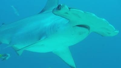 Shark Bites - Hammerhead Shark
