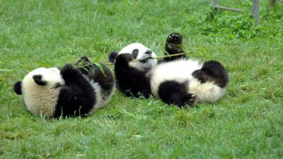 panda's laying on grass
