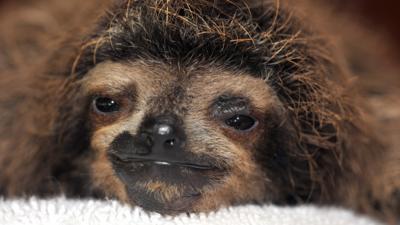 Lifebabble - Five ways sloths are winning at life!