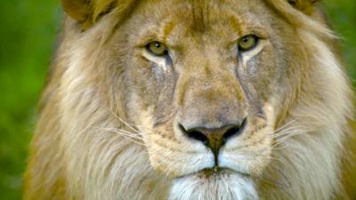 Nature on Ctv - Go face to face with a lion