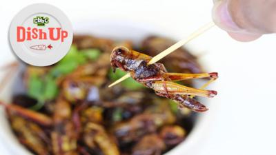 Ctv Dish Up - Can eating insects save the world?