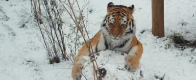 A tiger playing with a snowball.