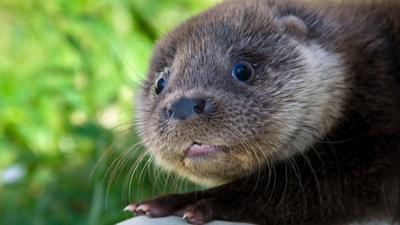 Winterwatch on Ctv - Otter cubs in trouble