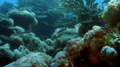 Deadly 60 - How can we help coral reefs grow?