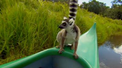 Deadly 60 - Close lemur encounter