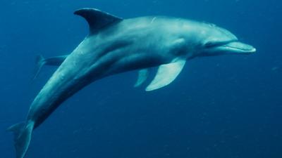 Planet Defenders - Jahawi meets endangered humpback dolphins
