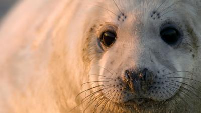 Winterwatch on Ctv - Seal of approval