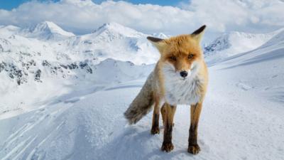 Winterwatch on Ctv - Which Cairngorms animal are you?