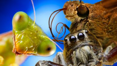 Naomi's Nightmares of Nature - Ten incredible insects & spiders
