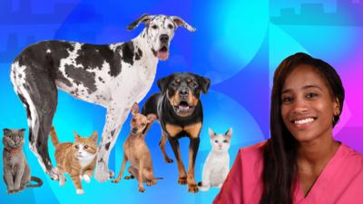 The Pets Factor - Quiz: Cat, dog or something else?