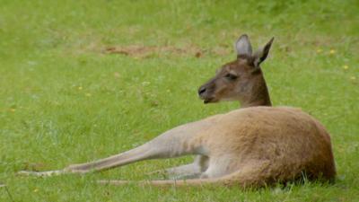 The Zoo - Has Topaz the kangaroo lost her hop?