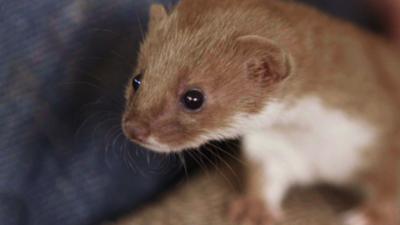 Nature on C鶹Լ - Which Feisty and Fearless Weasel Are You?
