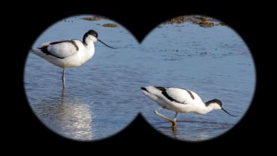 Winterwatch on Ctv - Can you spot the avocet?