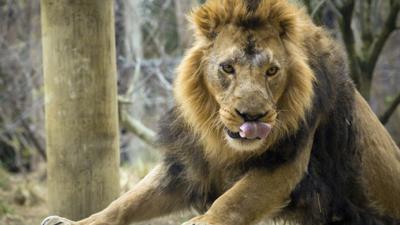 Zsl London Zoo Cbbc Bbc