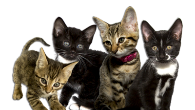 Meet the Kittens Image