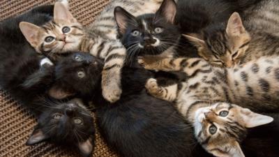 Meet the Kittens - Children and Pets