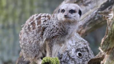Steve and Aneeshwar Go Wild - Fact File: Meerkats