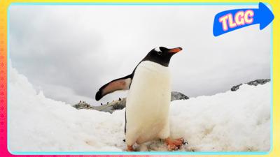 The Let's Go Club - Why Don't Penguins Get Cold Feet?
