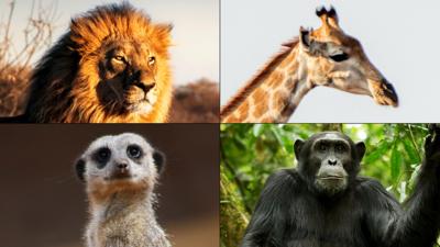 Andy's Safari Adventures - What safari animal are you?