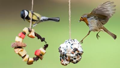 Make a bird feeder 