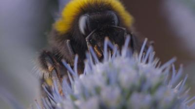 Bumblebee Quiz