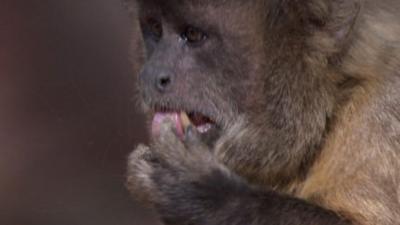 Andy's Wild Adventures - CBeebies - BBC