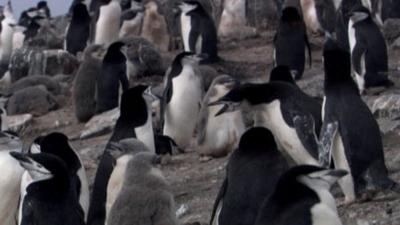 Andy's Wild Adventures - CBeebies - BBC