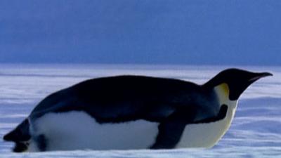 Andy's Wild Adventures - CBeebies - BBC