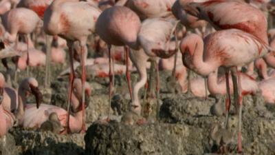 Andy's Wild Adventures - CBeebies - BBC