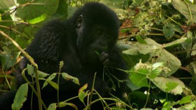 Andy's Wild Adventures - CBeebies - BBC