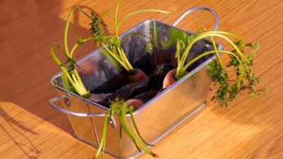 Down on the Farm - Grow Vegetable Scraps