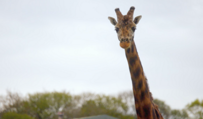 Steve and Aneeshwar Go Wild - Fact File: Giraffes
