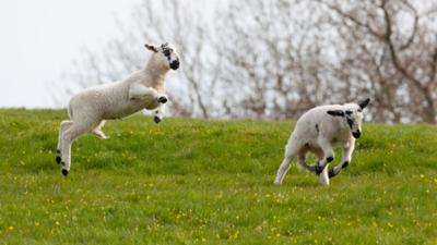 Leaping Animals - CBeebies - BBC