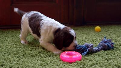 Discover C鶹Լ - Meet The Pups - Toys