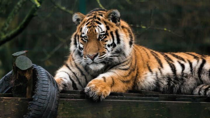 Blackpool Zoo Park CBBC BBC