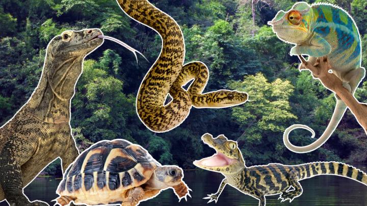 Quiz: Reptiles true or false? - CBBC - BBC