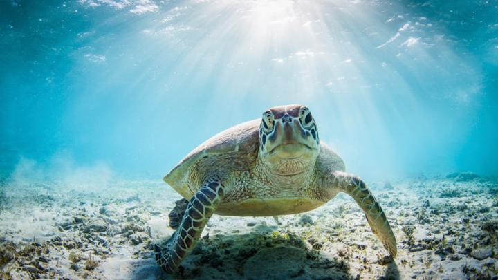 Quiz: How much do you know about turtles? - CBBC - BBC