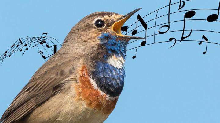 Animals singing opera - CBBC - BBC