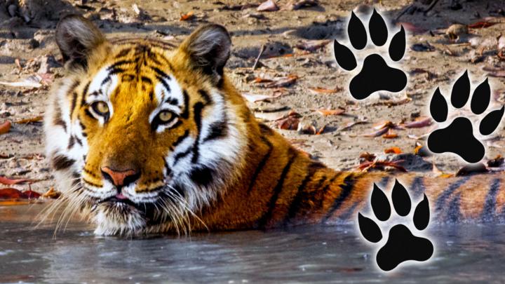 Nine times big cats were purrrr-fect - CBBC - BBC